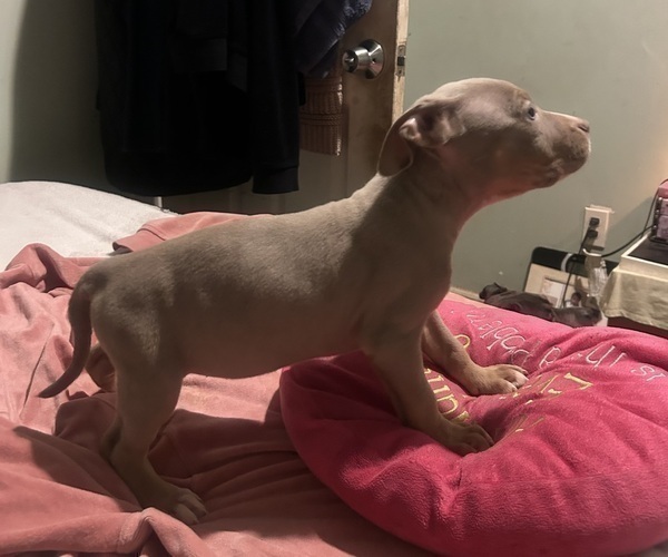 Medium Photo #11 American Bully Puppy For Sale in TRENTON, NJ, USA