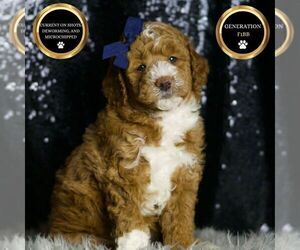 Medium Goldendoodle (Miniature)
