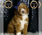 Puppy Tuxedo F1BB Goldendoodle (Miniature)
