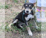 Small #1 Labrador Retriever Mix