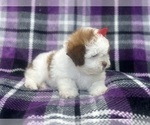 Small #5 ShihPoo