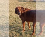 Small Photo #6 Bloodhound-Unknown Mix Puppy For Sale in Aurora, IN, USA