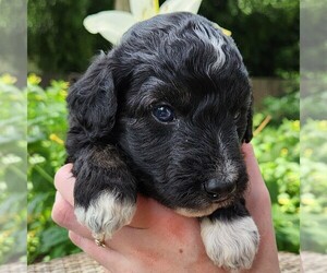 F2 Aussiedoodle Puppy for sale in COLUMBIA, TN, USA