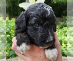 Image preview for Ad Listing. Nickname: Stella