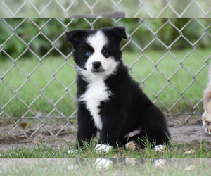 Australian Shepherd Puppy for sale in EASTON, MO, USA