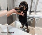 Small #7 Doberman Pinscher