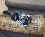 Small Photo #6 German Shepherd Dog Puppy For Sale in OXNARD, CA, USA