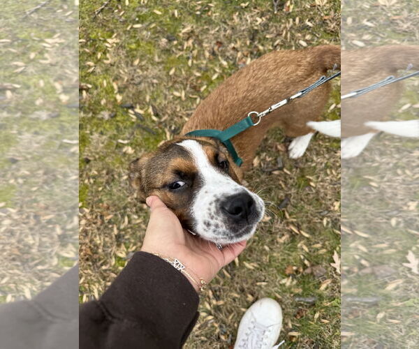 Medium Photo #2 Mutt Puppy For Sale in Rockville, MD, USA