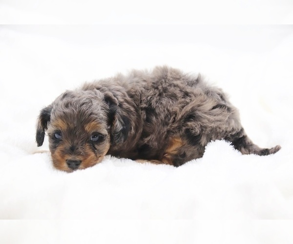 Medium Photo #33 Cockapoo Puppy For Sale in RIPLEY, TN, USA