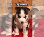 Small Photo #2 Siberian Husky Puppy For Sale in WAVERLY, OH, USA