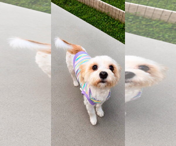 Medium Photo #2 Havanese-Unknown Mix Puppy For Sale in Germantown, OH, USA