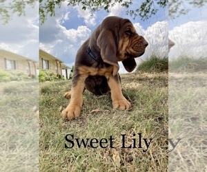 Bloodhound Puppy for sale in COLLINSVILLE, AL, USA