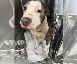 American Pit Bull Terrier Dogs for adoption in Houston, TX, USA