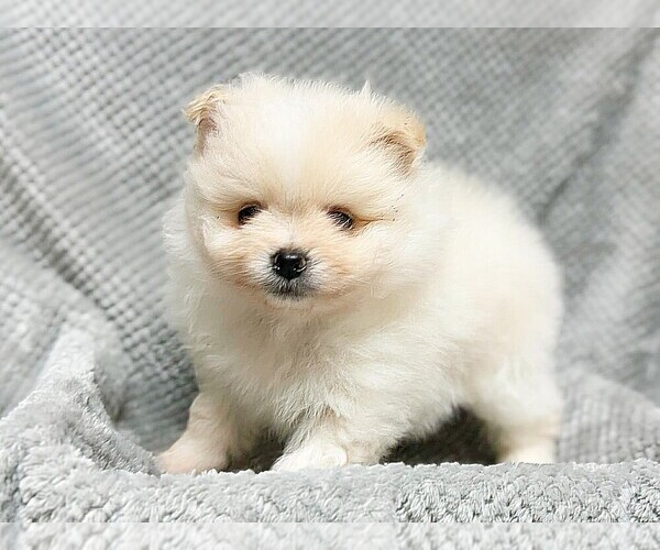 Medium Photo #1 Pomeranian Puppy For Sale in DAWSONVILLE, GA, USA