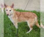Small #1 Shiba Inu Mix