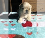 Small Photo #12 Shih Tzu Puppy For Sale in MILTON, FL, USA