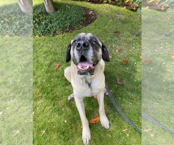 Medium Photo #3 Mastiff Puppy For Sale in McMinnville, OR, USA