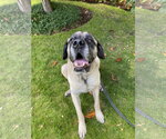 Small #2 Mastiff