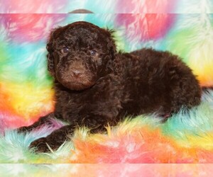 Labradoodle Puppy for sale in LA HABRA, CA, USA