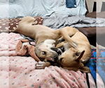 Small #5 Black Mouth Cur-Boxer Mix