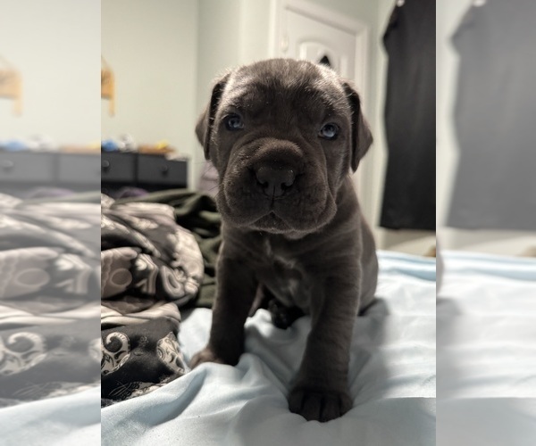 Medium Photo #17 Cane Corso Puppy For Sale in COLONIAL HEIGHTS, VA, USA