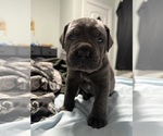 Small Photo #17 Cane Corso Puppy For Sale in COLONIAL HEIGHTS, VA, USA