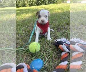 Medium Bulldog Mix