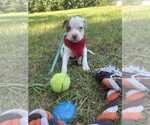 Small Bulldog Mix