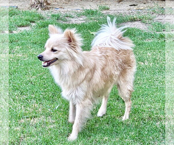 Medium Photo #4 Chihuahua Puppy For Sale in Santa Clarita, CA, USA