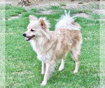 Small #3 Chihuahua