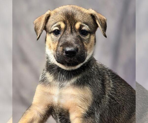 Medium Photo #2 Boxer-Unknown Mix Puppy For Sale in San Diego, CA, USA