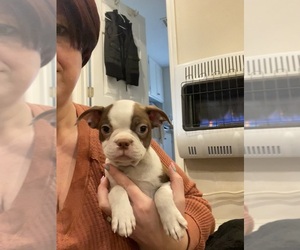 Boston Terrier Puppy for sale in FREDONIA, KS, USA