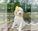 Small #1 Goldendoodle