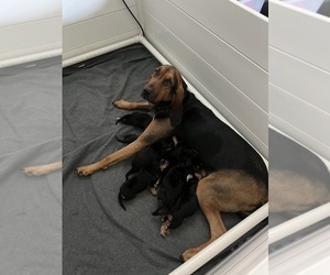 Mother of the Bloodhound puppies born on 03/30/2026