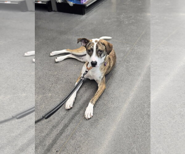 Medium Photo #2 Mutt Puppy For Sale in Minneapolis, MN, USA