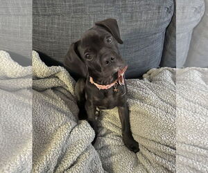 Puggle Dogs for adoption in Newport Beach, CA, USA