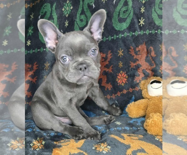 Medium Photo #2 French Bulldog Puppy For Sale in GRAND FORKS, ND, USA