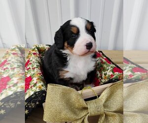 Bernese Mountain Dog Puppy for sale in LE ROY, MI, USA