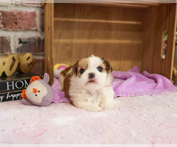 Medium Photo #2 Shih Tzu Puppy For Sale in SYRACUSE, IN, USA