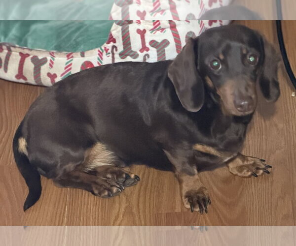 Medium Photo #1 Dachshund Puppy For Sale in Sioux Falls, SD, USA