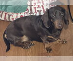 Small Dachshund