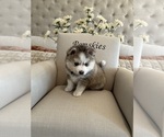 Small #2 Pomsky