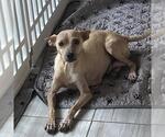 Small #1 Chihuahua-Whippet Mix