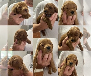 Goldendoodle Litter for sale in DELTONA, FL, USA