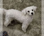 Small #2 Bichon Frise