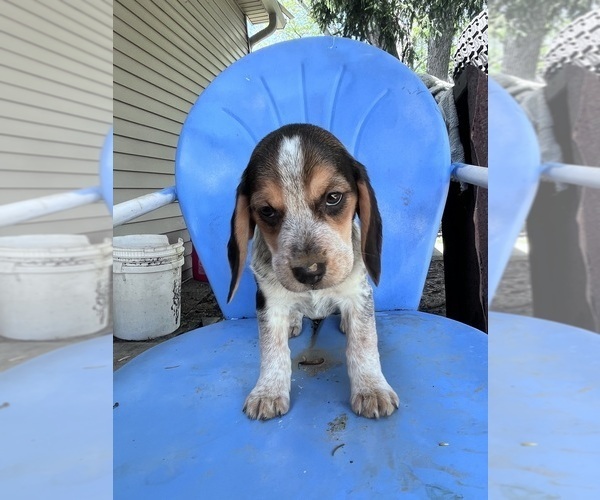 Medium Photo #8 Beagle Puppy For Sale in HARRISON, OH, USA