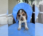 Small #7 Beagle