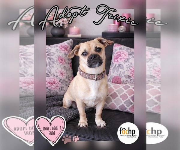 Medium Photo #1 Pug Puppy For Sale in Menifee, CA, USA