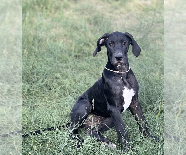 Medium Photo #3 Great Dane Puppy For Sale in AMARILLO, TX, USA
