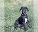 Small #2 Great Dane